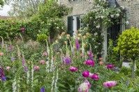 Cottage garden with Roses peonies and foxgloves. May. Digitalis purpurea, Rosa 'Lady Emma Hamilton', Rosa 'Boscobel' and Rosa 'Francis E. Lester' trained over front door canopy.
