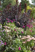 Late summer border with stonecrop, Red feather bristle grass, Zinnias, ornamental basket and wig shrub 'Royal Purple'