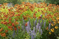 Perennial bed with Helenium 'Baudirektor Linne' 'Smoky Topaz' and scented nettle
