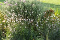 Herbaceous border with Oenothera 'Karalee White' in front of asters