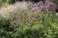 Autumn bed with Eupatorium 'Red Dwarf', knotweed 'Roseum' and Chinese reed
