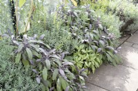 Herb bed with lavender and sage 'Purpurascens' and 'Icterina'