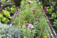 Summer flower bed with  zinnias between vegetable beds with sugar loaf lettuce 'Uranus'.