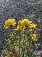 Rosa - Grandma's Rose in rain shower
