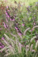 Salvia 'Amistad Pink' with Pennisetum 'Dance with Me'