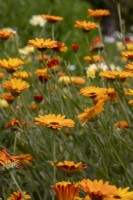 Calendula officinalis 'Indian Prince' - common marigold - July