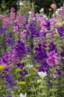 Salvia sclarea - clary sage - July