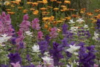The cutting borders at Cotswold Country Flowers with Salvia sclarea and Calendula officinalis behind.