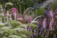 View across cut flower garden at Cotswold Country Flowers with Ammi visnaga in front.