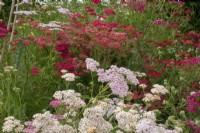 Achillea millefolium 'Summer Pastels' and 'Red Velvet' - yarrow - July
