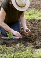 Planting of bean seeds, spring May