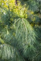 Pinus wallichiana, summer June