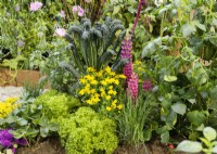Planting with Vegetables and Perennials, summer July