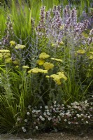 Summer border with Achillea 'Moonshine', Erigeron karvinskianus, Nepeta grandiflora 'Dawn to Dusk' and Perovskia. July.  