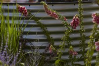 Digitalis x mertonensis and ornamental grass beside corrugated water container. July. Summer.