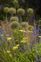 Summer border planting with Achillea 'Moonshine', perovskia and allium. July. 
