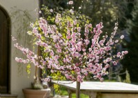 Prunus triloba, spring May