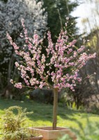 Prunus triloba in pot, spring May