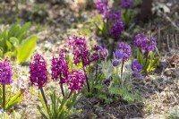 Pulsatilla vulgaris, Hyacinthus orientalis, spring April