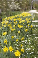 Spring impression with daffodils and daisy, spring May