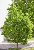 Quercus robur, spring May