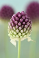 Allium sphaerocephalon  Ornamental onions  Round-headed leeks  Round-headed garlic  July