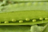 Pisum sativum  'Carouby de Maussane'  Picked mangetout pea pod opened to show immature peas  July