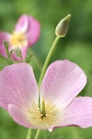 Eschscholzia californica  'Purple Gleam'  California poppy  Flower and bud  July
