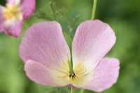 Eschscholzia californica  'Purple Gleam'  California poppy  July

