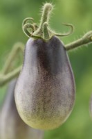 Solanum lycopersicum  'Indigo Pear Drop'  Unripe fruit  Tomatoes  Syn. Lycopersicon esculentum  August