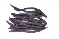 Phaseolus vulgaris  'A Cosse Violette'  Picked climbing French beans  July
