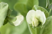 Pisum sativum  'Alderman'  Pea flowers  July

