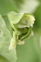 Pisum sativum  'Alderman'  Pea pod starting to grow as flower dies  July

