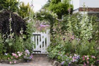 Garden gate framed by masses of pink, white and purple annuals including verbenas, Scabiosa atropurpurea 'Black Knight' and nicotianas in July
