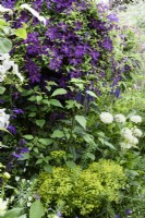 Border of whites and purples including Clematis 'Polish Spirit' in July