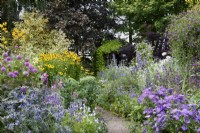 Colour themed borders in a small country garden in July including eryngiums, erigeron and yellow Helenium 'El Dorado'.