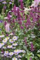 Agastache 'Rose Mint' with erigeron in July