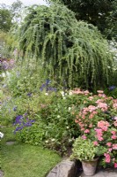 Weeping larch in a summer garden border