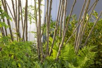 Multi stemmed Rhamnus Frangula 'Asplenifolia' with underplanting of ferns The SSAFA Garden RHS Chelsea Flower Show 2022 - Designed by Designer Amanda Waring - Built by Arun Landscapes - Sponsored by CCLA 

