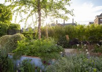 Sun setting over a spring city urban garden with mixed planting and raised bed painted blue containers planted with Betula nigra underplanted with ferns and hostas with Griselinia littoralis hedge and flower beds with Geum, Iris 'White Swirl' and ornamental grasses on The SSAFA Garden RHS Chelsea Flower Show 2022 - Designed by Designer Amanda Waring - Built by Arun Landscapes - Sponsored by CCLA 
