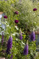 A flower bed cottage garden border in Spring with planting of Lupinus 'Persian Slipper'- Salvia 'Caradonna' and Rosa 'Midnight Blue' on The SSAFA Garden RHS Chelsea Flower Show 2022 - Designed by Designer Amanda Waring - Built by Arun Landscapes - Sponsored by CCLA 