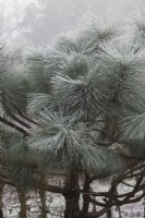 Pinus montezumae 'Sheffield Park' - Pine tree foliage in the frost