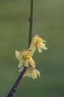 Chimonanthus praecox 'Diane' flowering in Winter - January