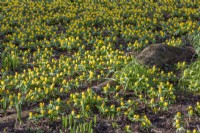 Eranthis hyemalis flowering in Spring - February