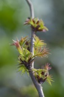 Budding leaves of Sorbaria sorbifolia 'Sem' (PBM) in early  Spring - February