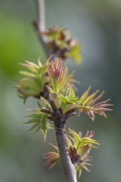Budding leaves of Sorbaria sorbifolia 'Sem' (PBM) in early  Spring - February
