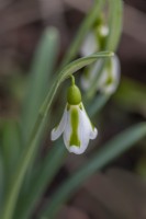 Galanthus 'Philipe Andre Meyer' flowering in Winter - January