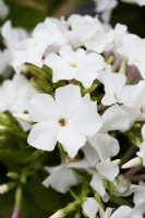 Phlox paniculata 'Famous White'
