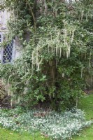 Garrya Elliptica 'James Roof'  - Silk Tassel Bush - growing against house and  underplanted with Galanthus nivalis