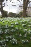 massed Galanthus nivalis naturalised in grass  under trees with swing  in February 